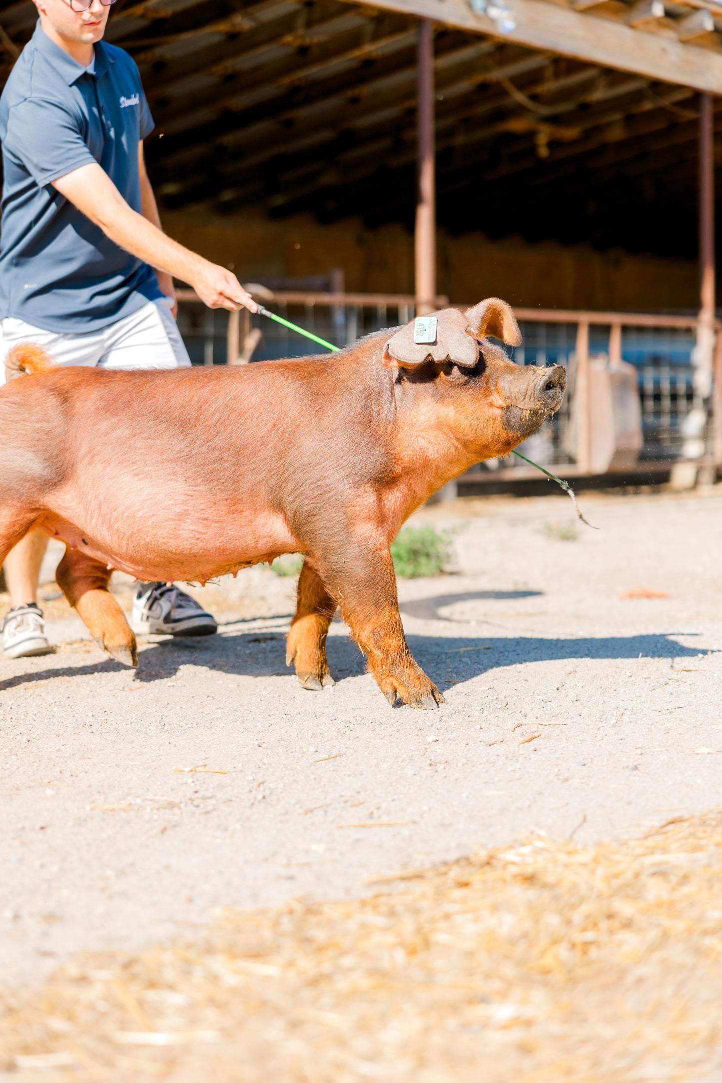 Utah Pork Producers Membership
