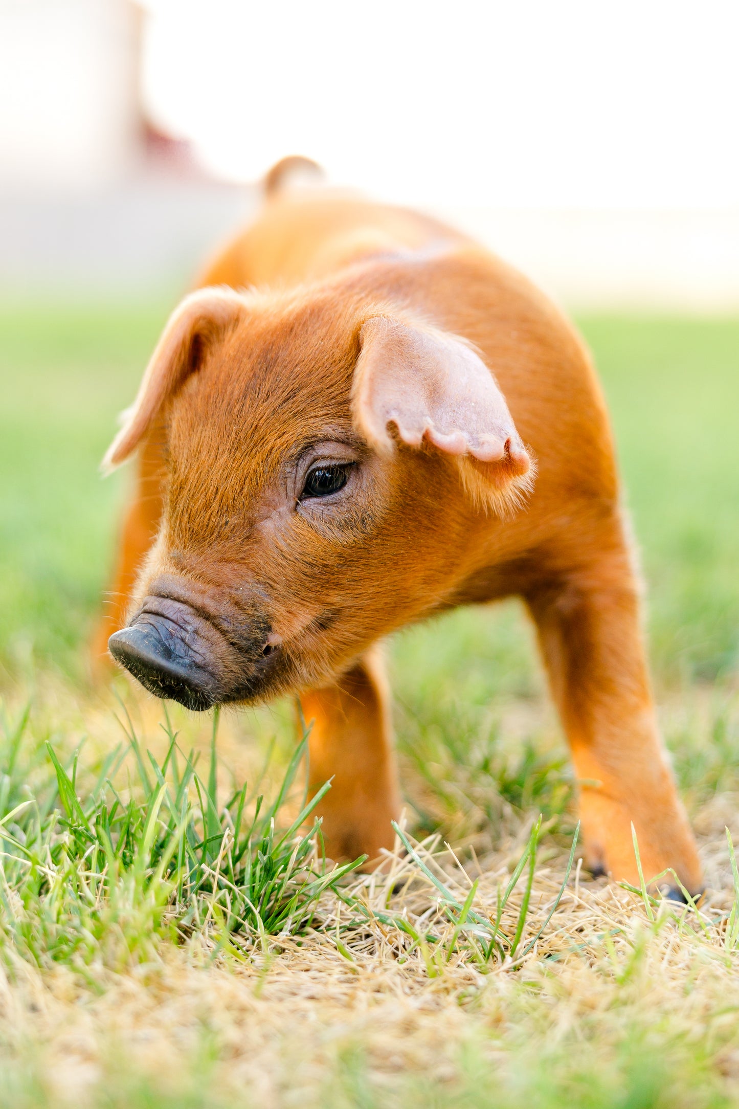 Utah Pork Producers Membership