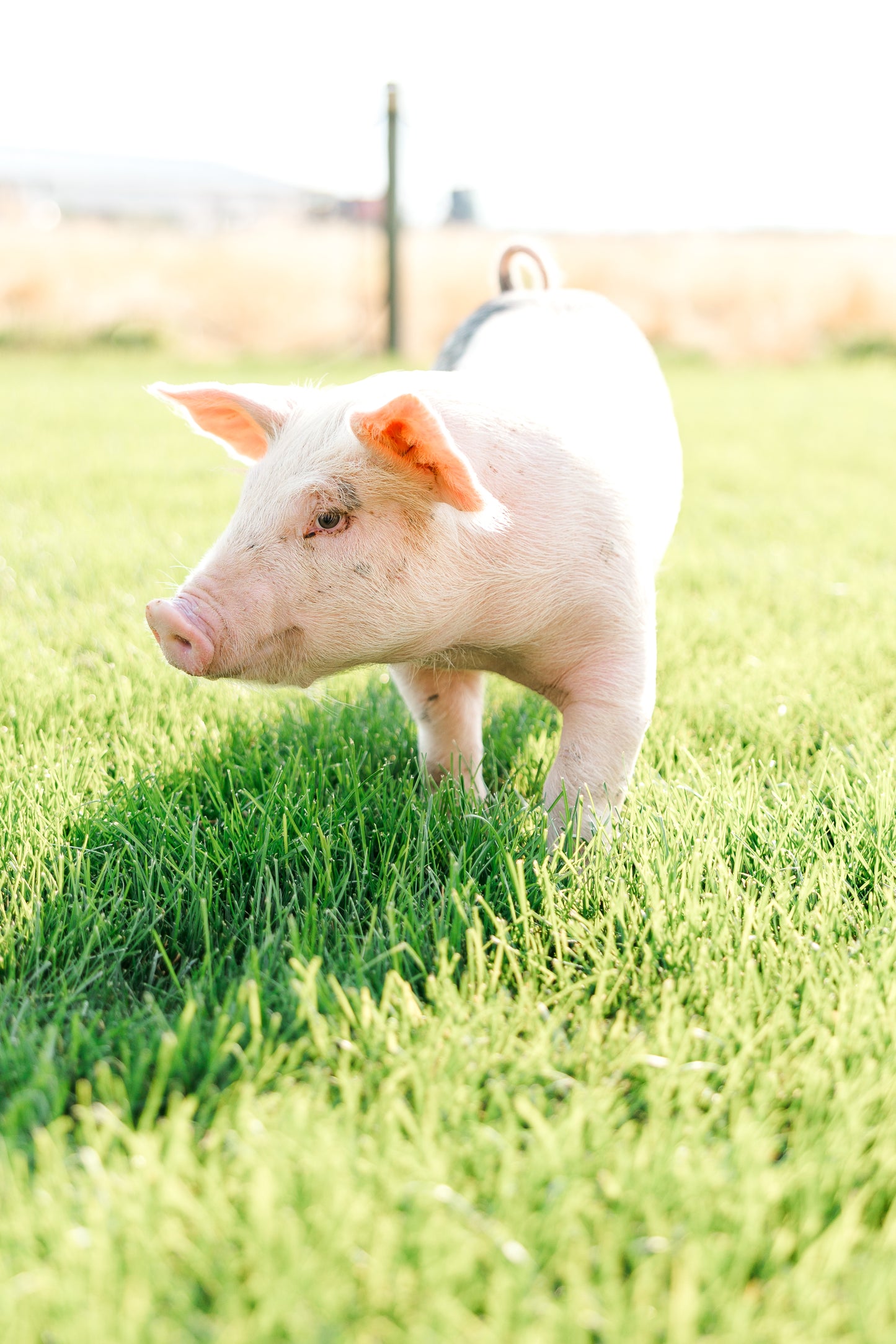 Utah Pork Producers Membership