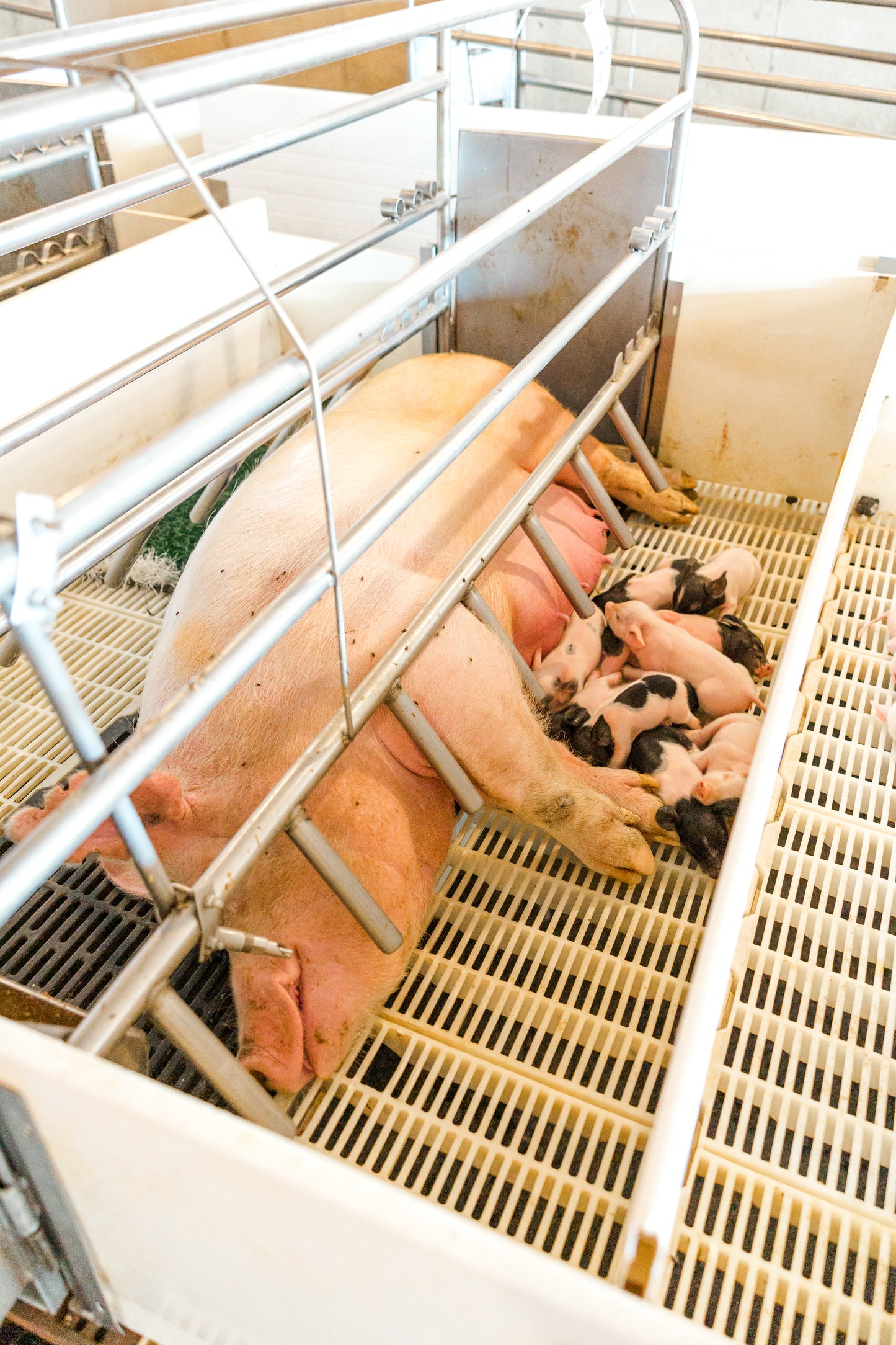 Utah Pork Producers Membership